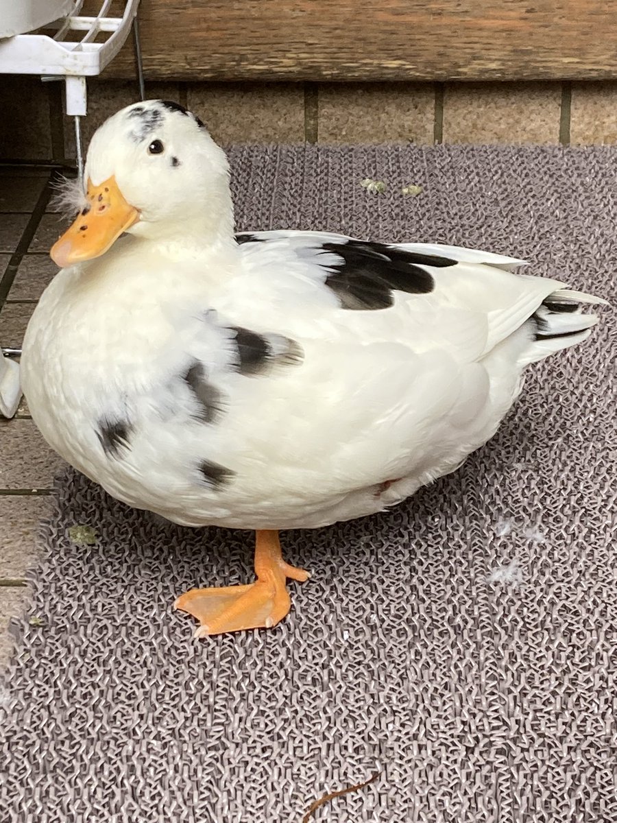 鳥網カモ目カモ科マガモ属アヒル