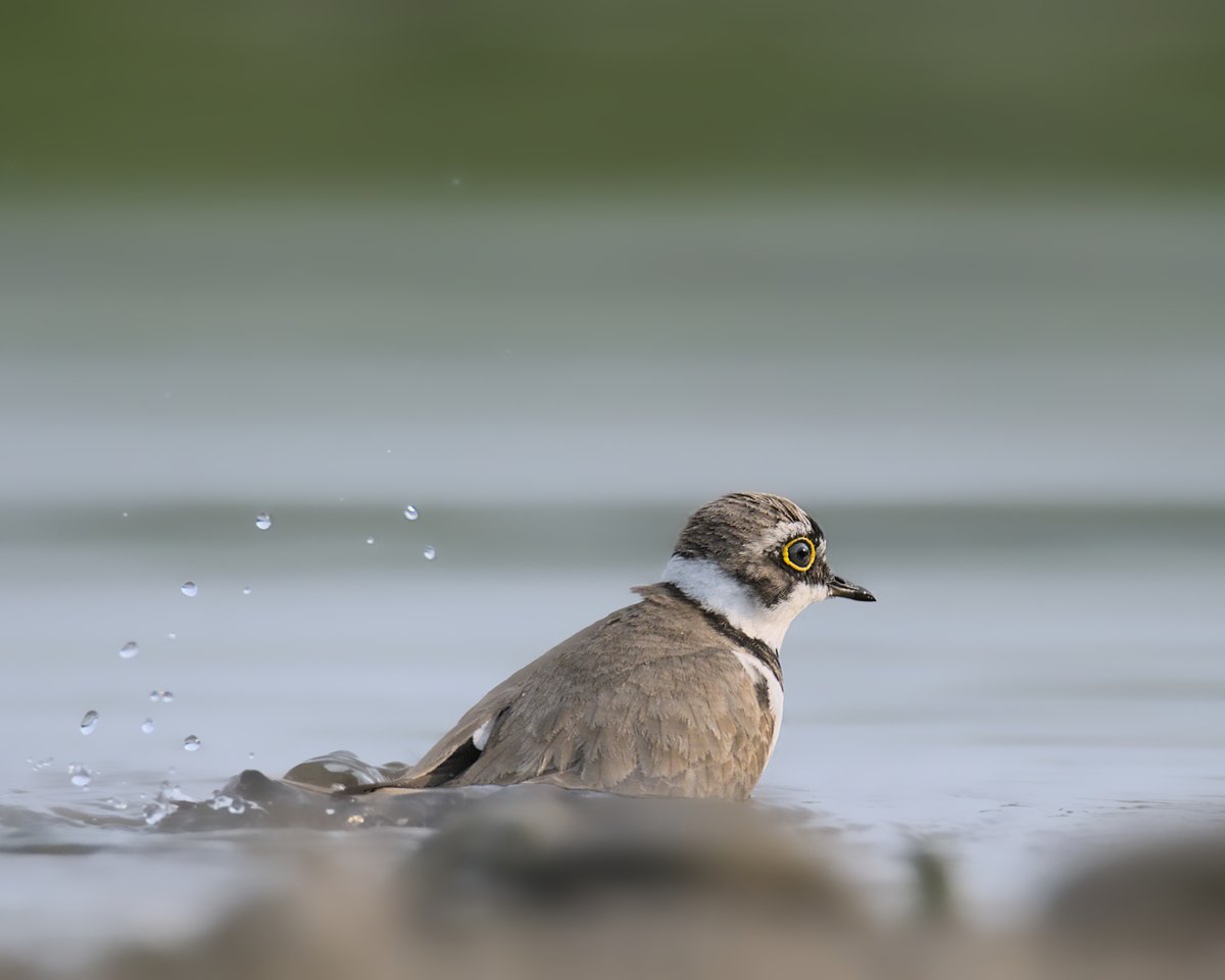 It's been so hot 🥵, even the #birds need to cool off a bit 💦.

#birding #birdwatching #BirdTwitter #BirdsofTwitter #birdphotography #SundayFunday #selfcare #SelfCareSunday #naturephotography #wildlifephotography #TwitterNatureCommunity #APPicoftheWeek #BBCWildlifePOTD #nature