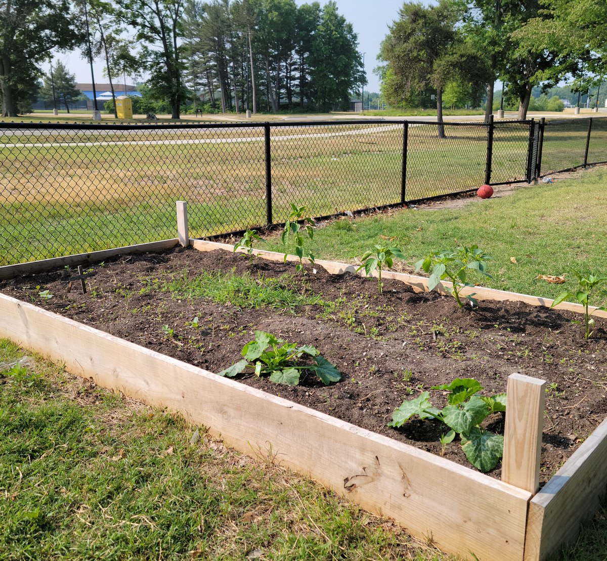 MrsMassWOPC's tweet photo. Whoo hoo, @WOPineCreek and @WOPublicSchools  we have vegetables growing in our garden. https://t.co/twlNF1yVzt