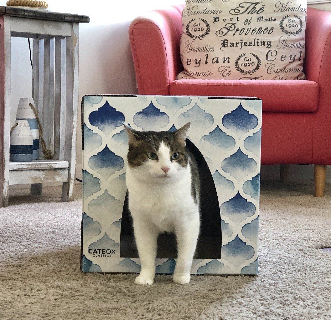 catorcatcom's tweet image. 10% Off Purrfect Oasis #CardboardCatHouse with #Scratcher

bit.ly/33NbIVS