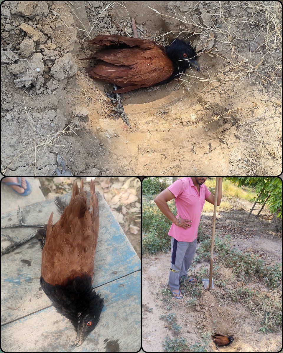 Sachinsethi_'s tweet photo. Today i received a call from Karamjit singh of village Dhimanwali Kotkapura, for the injured Greater coucal bird. I immediately ran to get that injured bird so that i can hand over it to a Masoom Prawaz society (heals &amp; treats injured bird). But the bird died before i reached :( https://t.co/XN7WAYWg8C