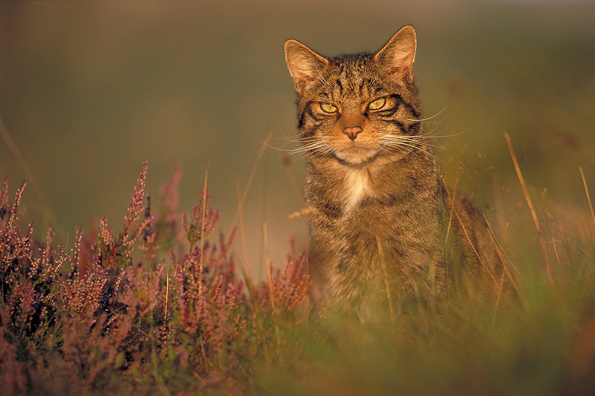 Peter Cairns tweet media