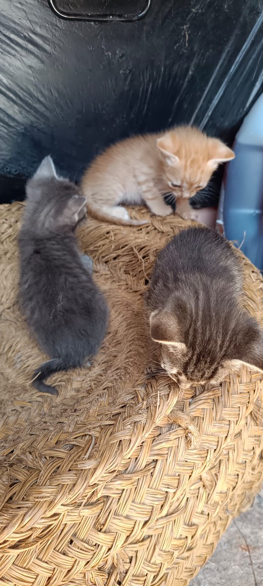 SilviasSansano's tweet image. Se regalan gatitos en la zona de Elche/Alicante. La naranja es una hembra y los otros dos machos. Se agradece difusión 😽✨😺