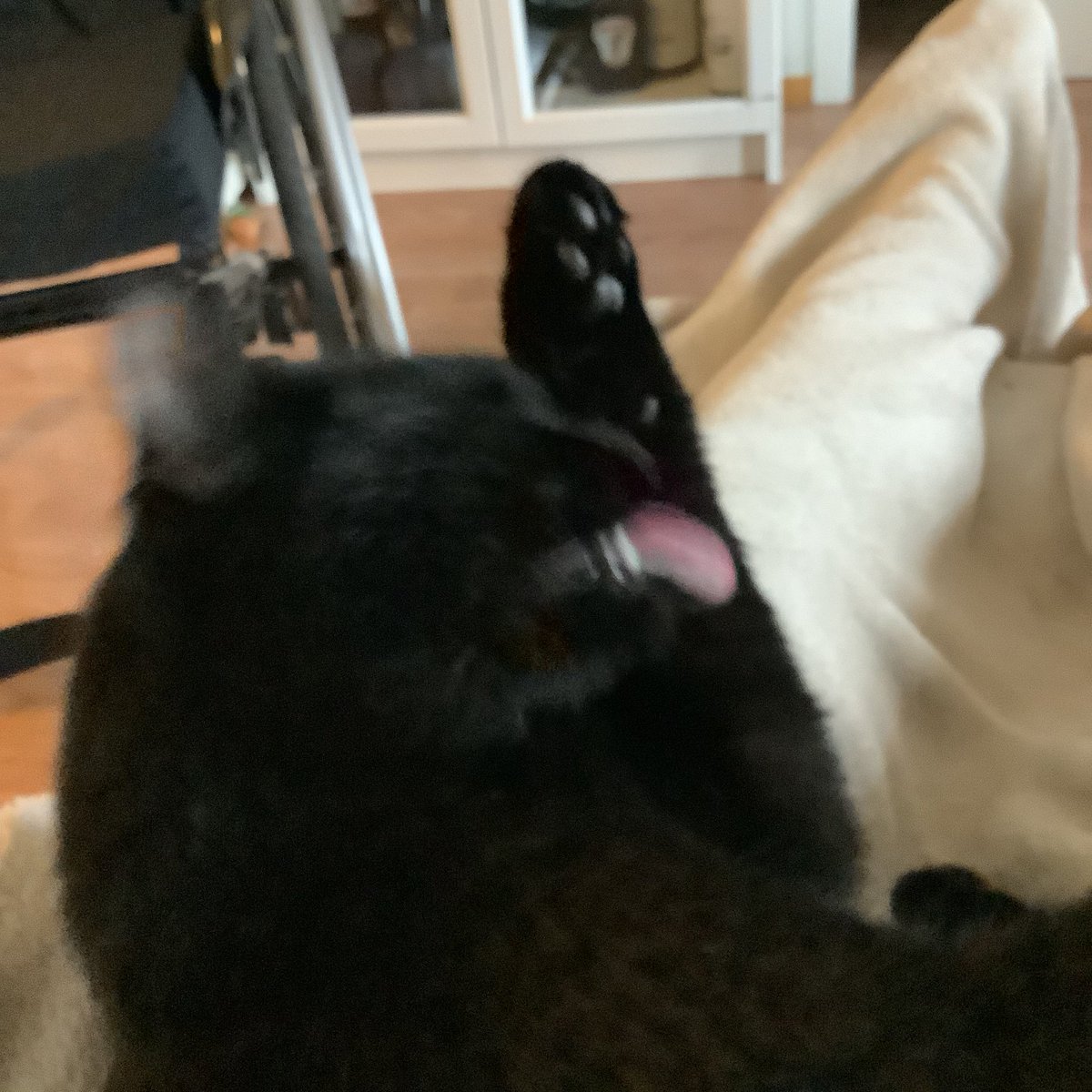 TorfinnOpedal's tweet photo. Traff jeg? #Catfie https://t.co/mTip4bjtxc