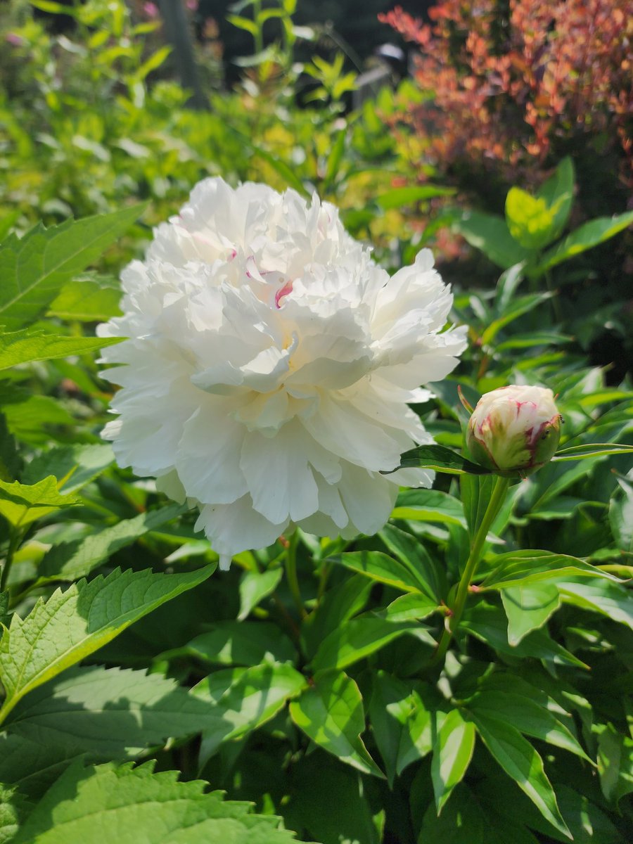 Contemplating the beauty of nature🕊🌸🌞🌼🌿
Morning ☕️😘
Happy Sunday 🤍🌸🌿