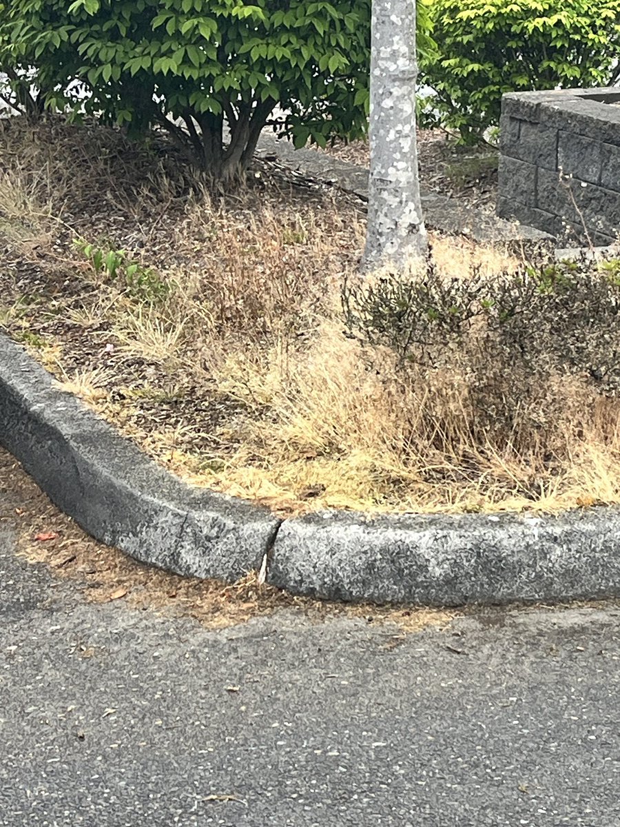 jmt5018's tweet photo. @OkiGolf this is not acceptable. https://t.co/iduKJQCXM4