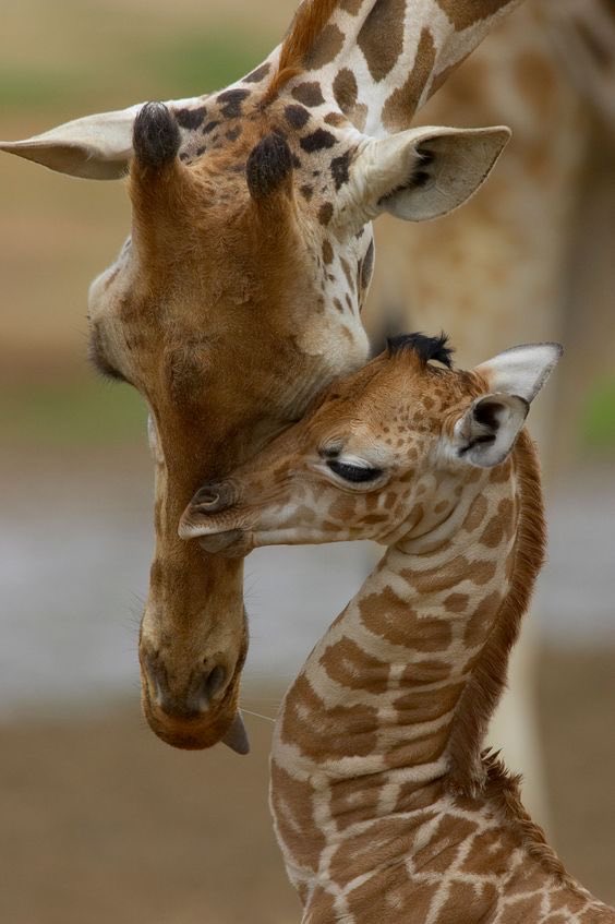 #wildlifephotography #animalitos #animals #noalacaza #africa #AnimalRights #love #cute #giraffes #girafas #amordemadre #amoresamor #familia #BeKindAlways #bekindtoanimals