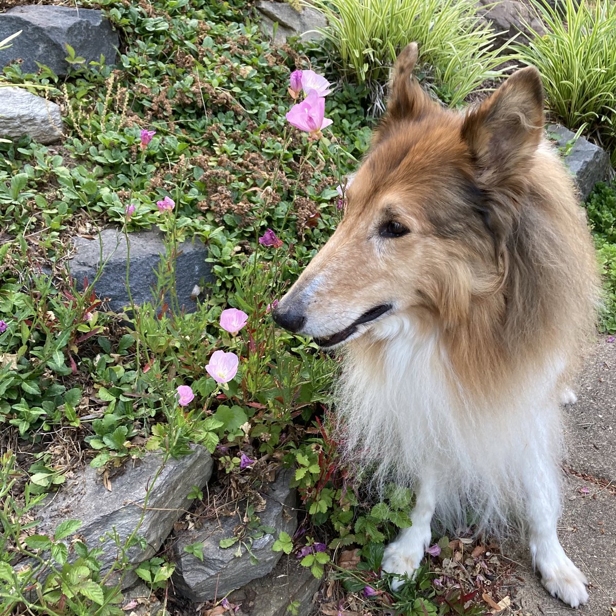 Up at dawn and felt good enough to walk around the block to check out the collie flowers and help deliver neighbors’ 📰 newspapers to front doors 🚪 

#pinkladyflowers #pinkladiesflowers #collieflower #seniordog #roughcollie #collie