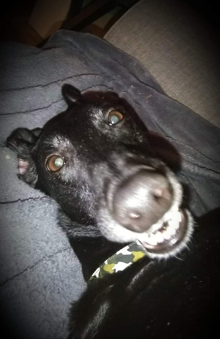 Happy #FathersDay to my human, he supplies me with love, comfort, head scratches, cuddles and an endless supply of food 🐾
#greyhound #AdoptDontShop