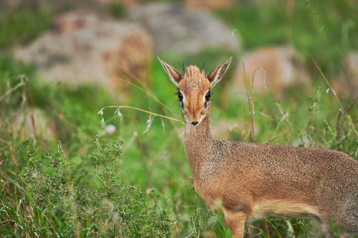 bownaankamal's tweet photo. A Cute Kirkβs Dik-Dik | Serengeti | Tanzania
.
.
#serengeti #lovelyanimals #antelopeoftheworld #pawstrails #inspire_nature_now #animal_sultans #safarilife #lifetimesafari #antelopes #nationalgeographic #animallover #wonderfulplacestogo #nationalpark #intothewild #natures_lights #wildgeography #africansafari #bownaankamal #africanwildlifeconservation #seewildlife #wanderlust #safari #africananimals #animalsaddict #jawsafarica #natgeowild