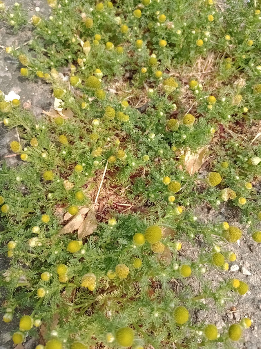 RayofSoleil's tweet photo. Pineapple #Mayweed in the paving
#WeedLovers https://t.co/77dDkgE5CN