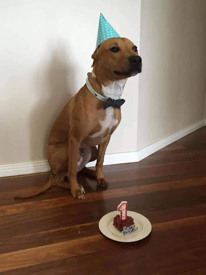Today is my birthday hope I get some love here 💕.🥰
#dogs #dogsoftwitter #dogsarelove #Doglovers_26 #Dogsarefamily #puppies #HappyBirthday #UnitedStates