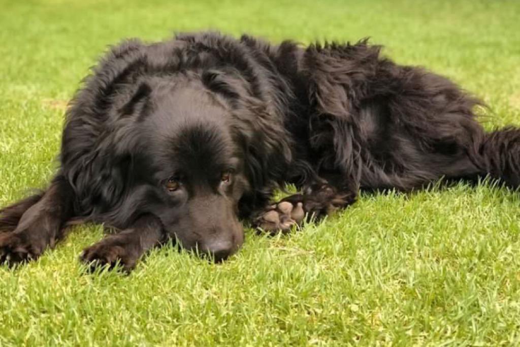 Este hermoso Terranova de 11 años necesita ser adoptado como única mascota en un hogar con espacio para que tenga una vida lo más parecida a la que tenía y poder así estar tranquilo, feliz y amado como merece hasta su último día 🙏🏻RT
Gracias a todos los que me ayudan difundiendo.