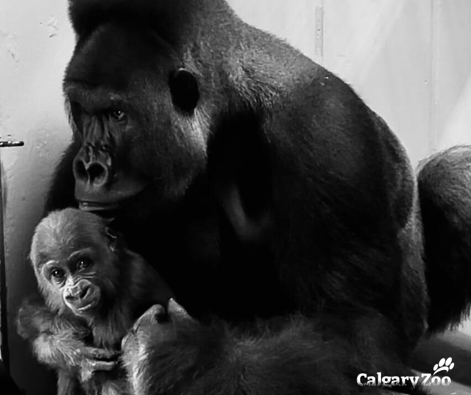 calgaryzoo's tweet photo. Happy #FathersDay! Today we wanted to shine a spotlight on western lowland gorilla, ‘Jasiri’, who is now a dad two times over! 

Happy Father’s Day to all the fathers and father figures out there! We are so grateful for all you do. 

#YourZooYYC https://t.co/iXQjQFURuR