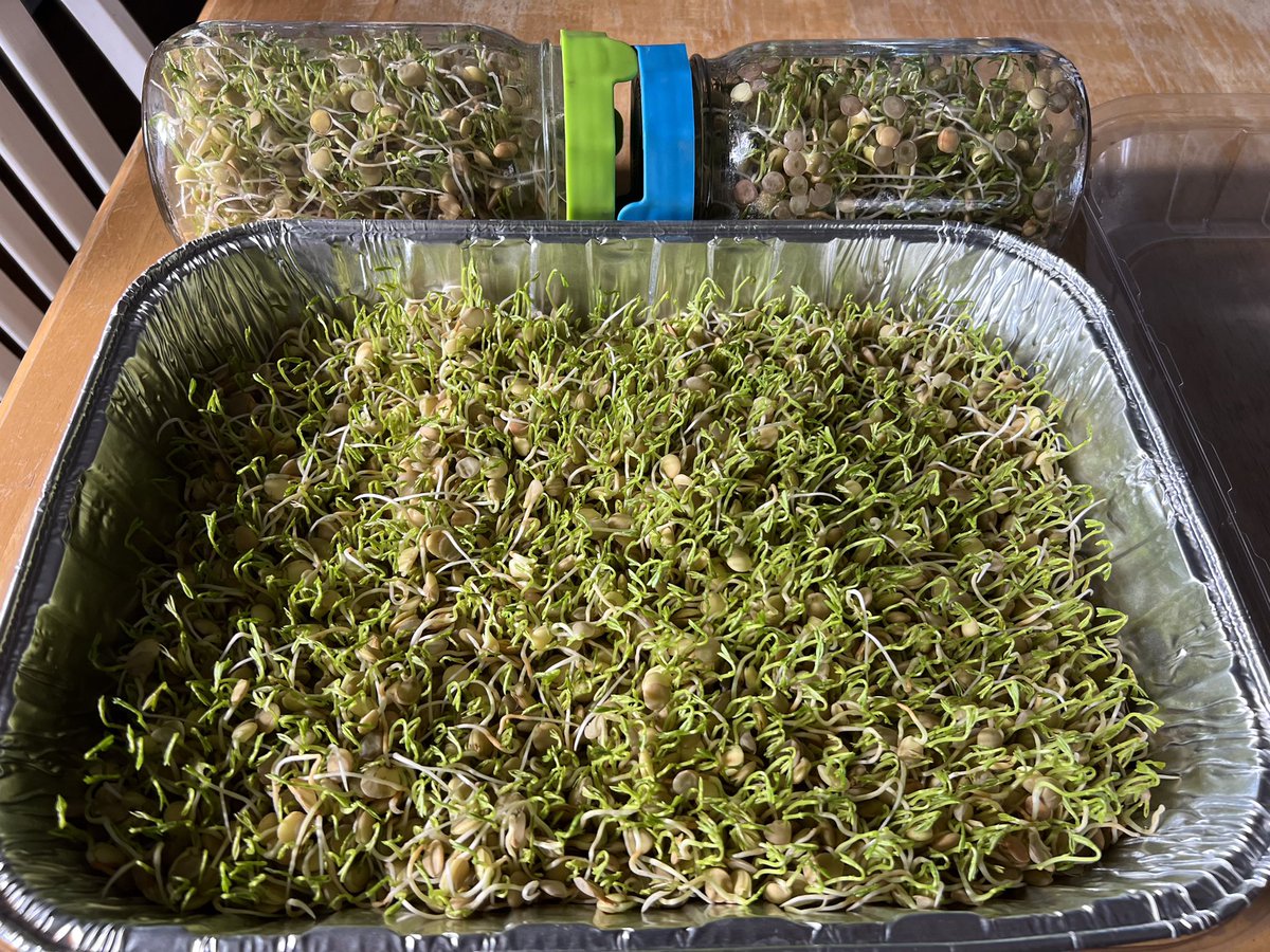 hdfatty's tweet image. These chickens have got me trying all kinds of new projects….
#Sprouting #MicroGreens #Lentils
