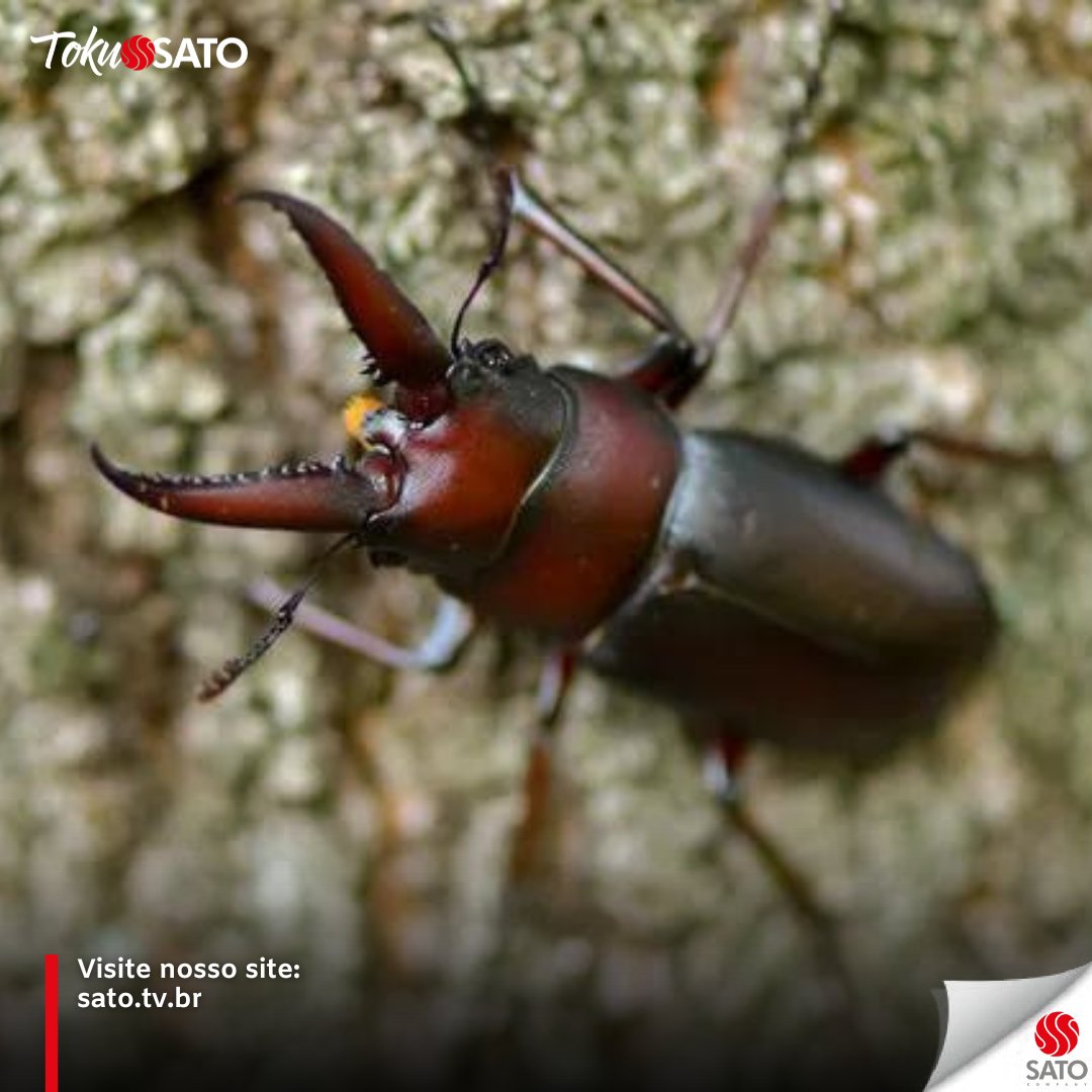 Kamen Rider Agito estreou no Brasil e você sabia que diferente dos seus parceiros de franquia (BLACK e o BLACK RX), as referências visuais e de poder não vem dos gafanhotos? 😲

O design foi inspirado em um dragão ocidental e também no besouro Kuwagata, como chamam no Japão.