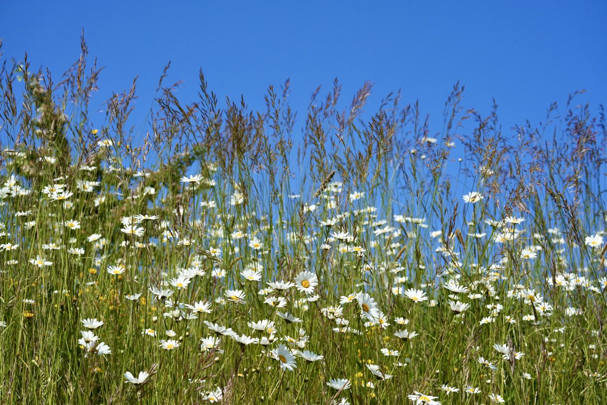 cirzh's tweet photo. #OxeyeDaisy #LetItBloomJune @SkerriesBees @SustSkerries #LargeCarderBeeCorridor #SelskarRoad #BallastPit #Skerries #Fingal @PollinatorPlan @LoveFingalDub @Fingalcoco #pollinators #foodforbees @deric_tv #vmweather #ThePhotoHour https://t.co/VUL3scGeJ9