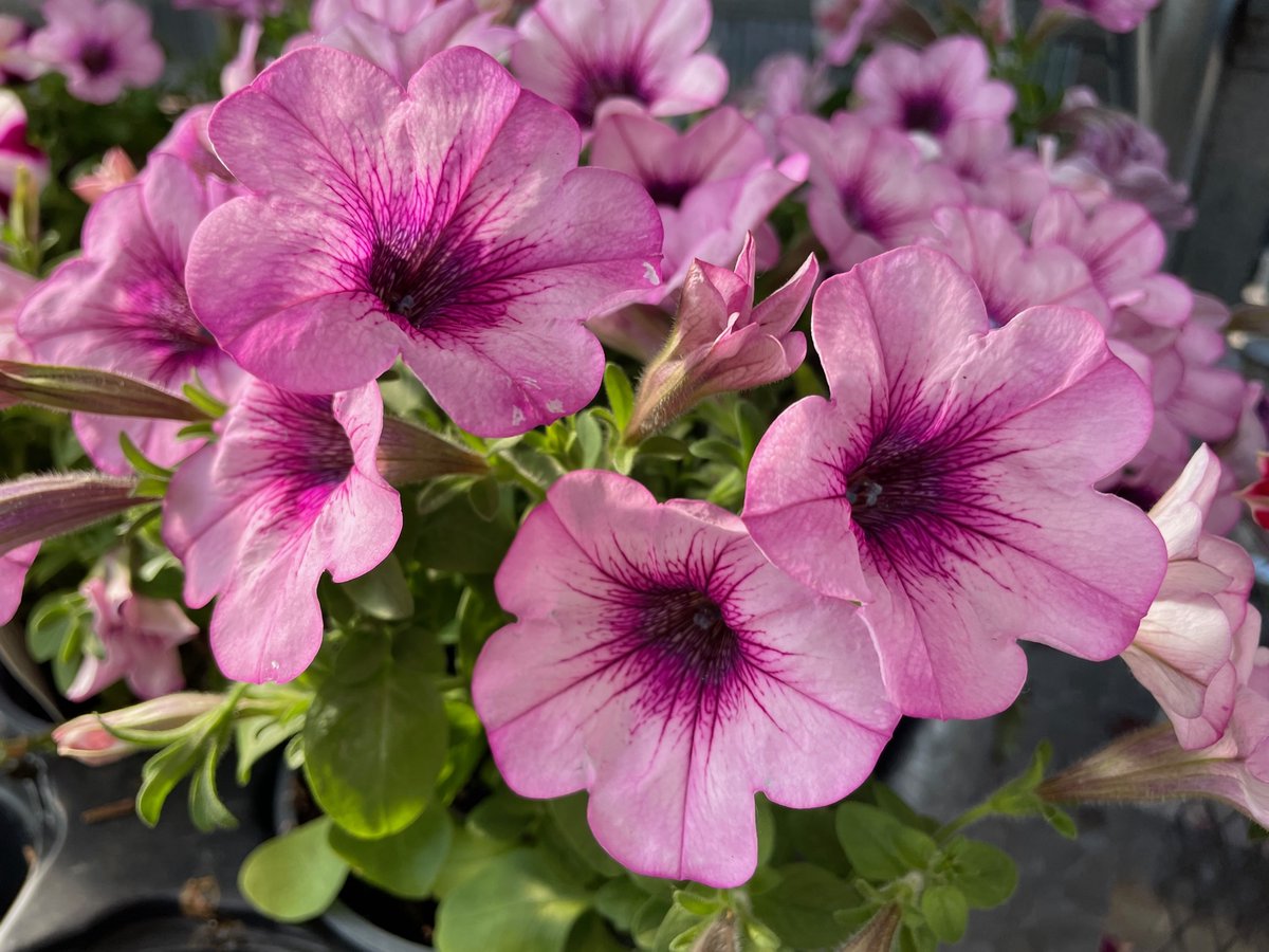 Stop by the garden center at Hometown Ace today! All plants are now 30% off!

#AceHardware #HometownAceHardware #MyLocalAce #ShopLocal #gardencenter #plants #garden #gardening #spring #greenhouse #shophastings #hastingsmn