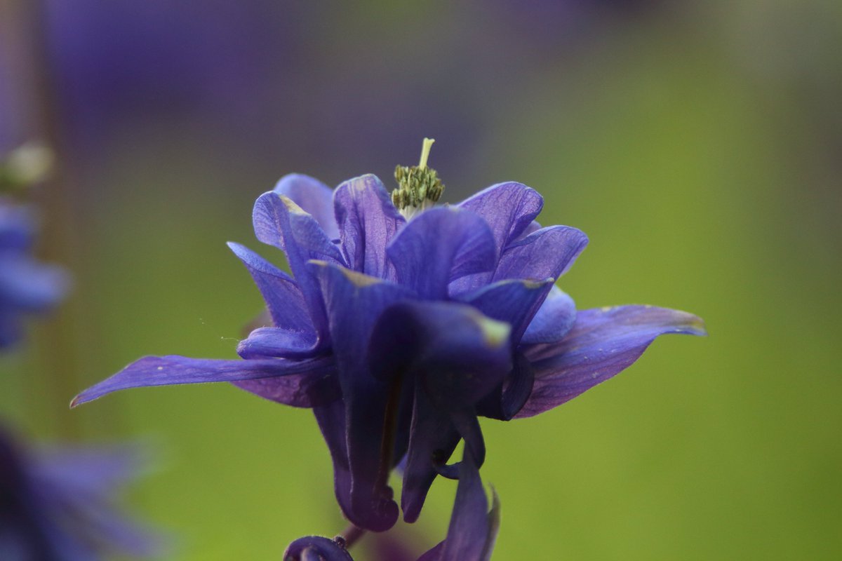RumyanaW's tweet photo. Happy Sunday and hope those Columbine flowers will bring some joy to your day! 🌷💐😊
They come in many colons and varieties and are so delicate and beautiful!
#flower #loral #garden #columbine #closeupshot #naturephotography #botanical https://t.co/jaiXYo69CL