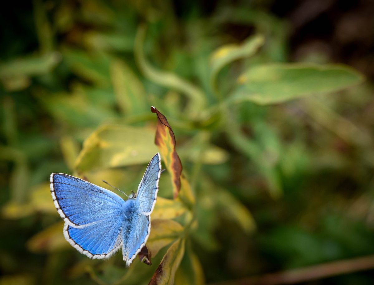 🦋 Argus bleu 📷

 #photoshooting #photochallenge #macrophoto #macrophotos #macrophotographer #macrophotographylovers #photomacro #butterfly #butterflyphotography #butterflyphoto #photopapillon #papillon #argusbleu #macroinsect