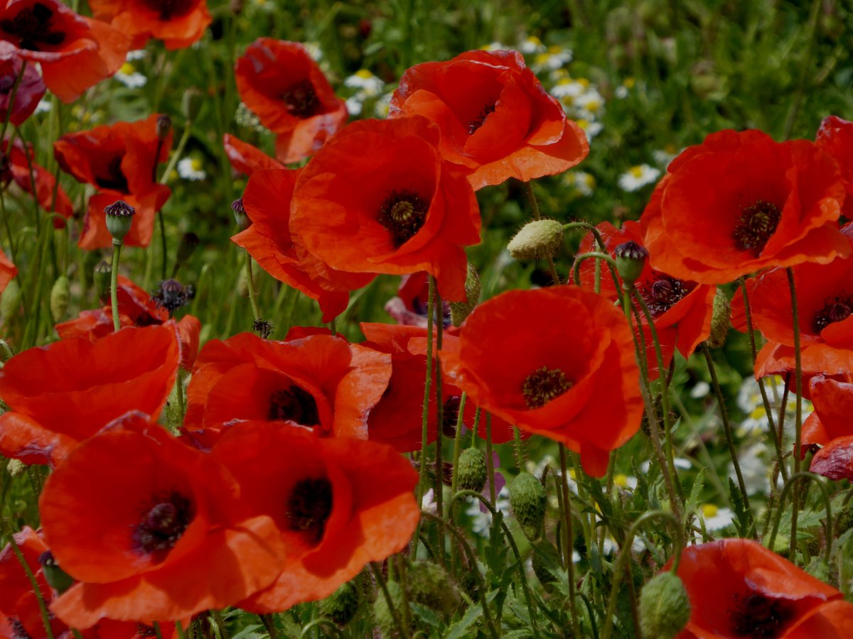 Der rote Mohn wiegt sacht im Wind,
wie zart und empfindsam seine Blüten sind.
Blutrot wie die Liebe und rot wie der Wein,
ach, möge die Welt wieder friedvoll sein!❤️

©Weidenröslein