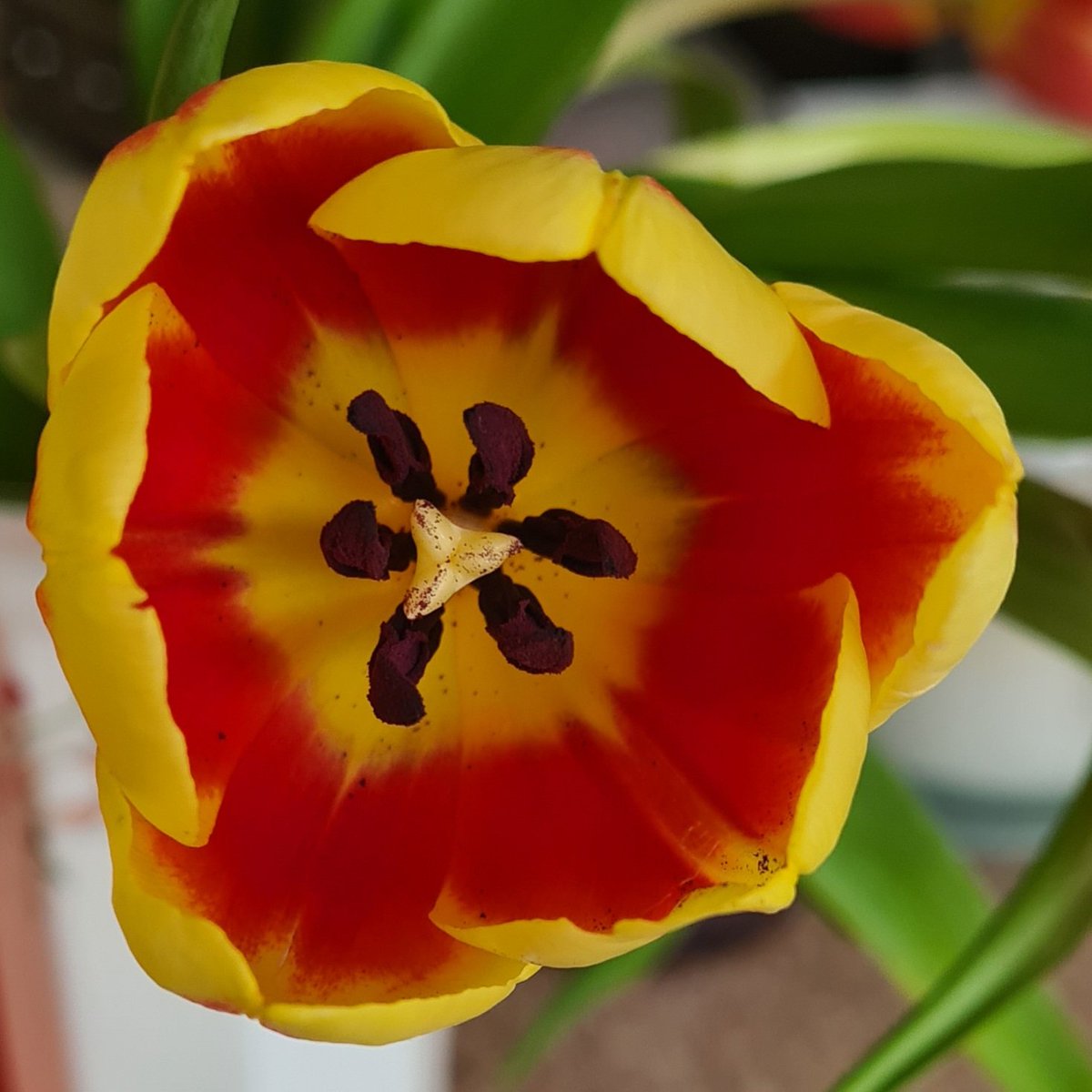 ElizabethJRowan's tweet photo. Beautiful colourway of tulips which were just screaming to be bought whilst shopping today! Isn't our natural world amazing! @richreadalot @MrTs_NQTs @teacher5aday #SwitchOffSunday #Wellbeing #Tulips #Flowers #Relax #Nature #Sunday https://t.co/3EW5DxIqVX