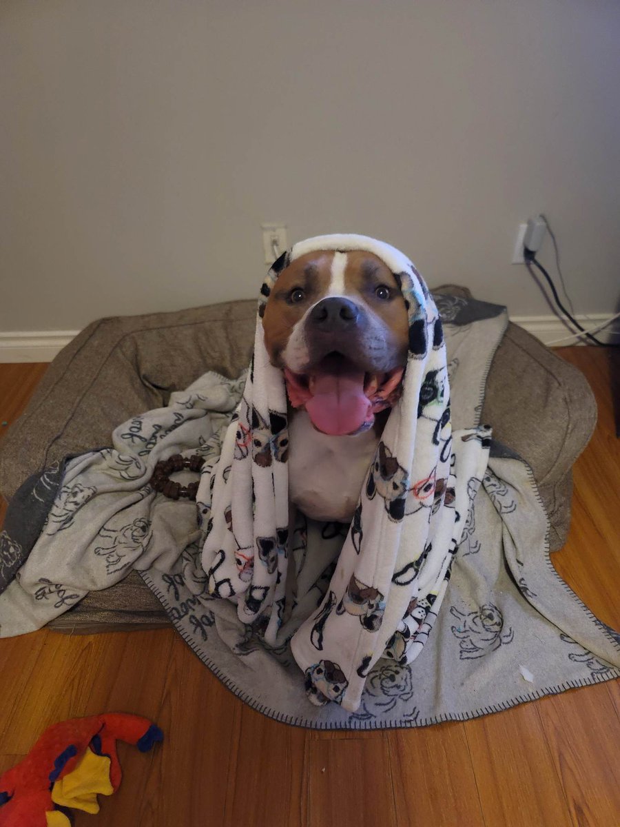 Foster dogs like Tito love our HugABull Heroes - our monthly donors! 

For as little as $10/month, you can be a HugABull Hero to dogs like Tito. 

It’s easy and all the details are on our website: hugabull.com/hero

#HugABullHero #fosteringsaveslives #HugABull #rescuedog