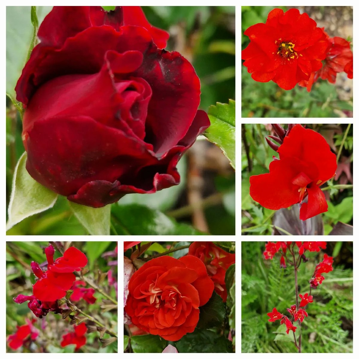 All the reds today. #flowers #FathersDay