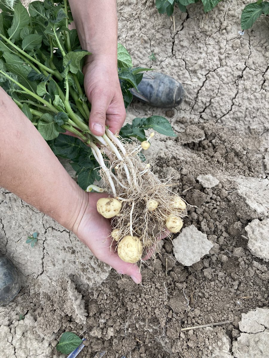 Eerst zaten ze alleen in de aardappelopslag maar nu snoepen ze wat te veel aan het hoofdgewas. #coloradokever #oogst23