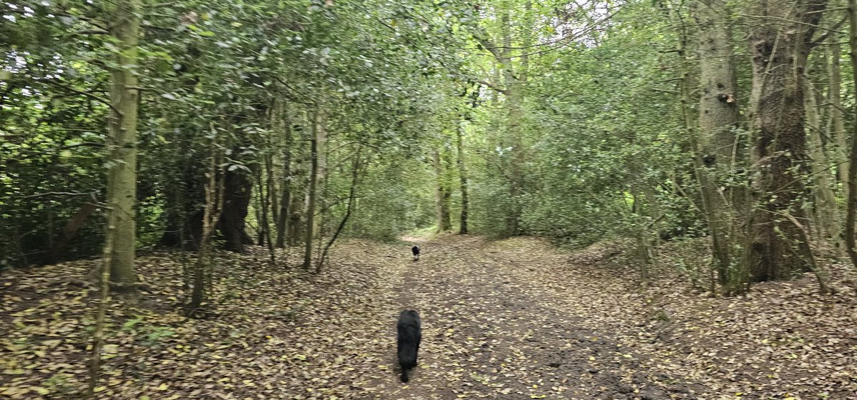 Completed yet another lovely walk in Brookwood with our #WalkingGroup. Just an hour in nature makes our walkers feel happy and energised. Do join us on our next walk next week. Email
Givesurrey@gmail.com for more details.
Givesurrey.org 

#walkingforMentalHealth