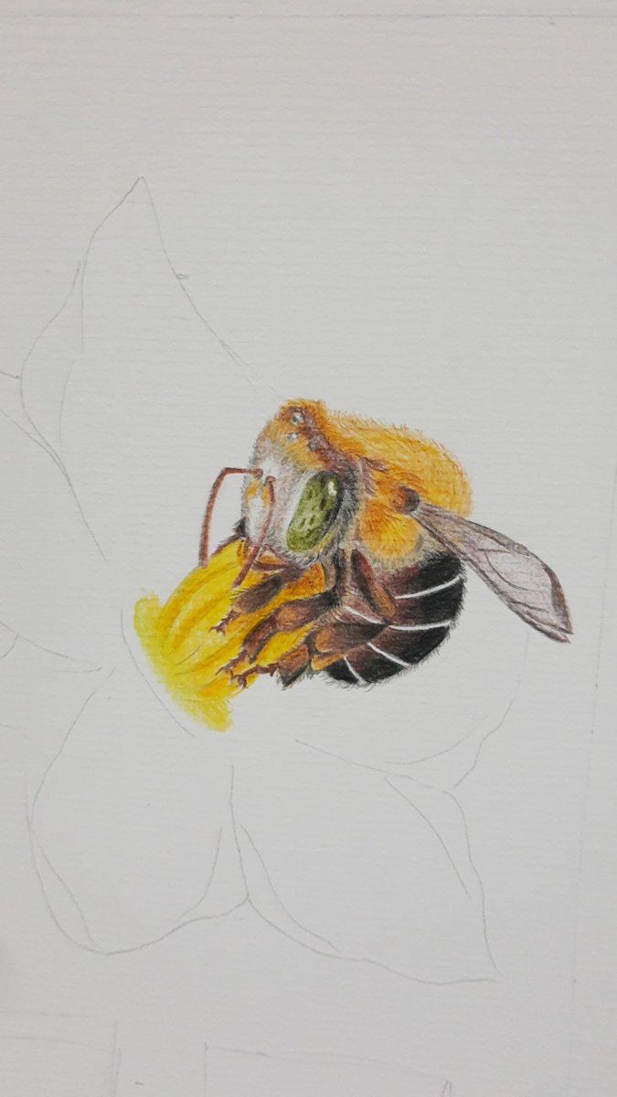 Just relaxing and drawing 🐝
.
Melipona scutellaris