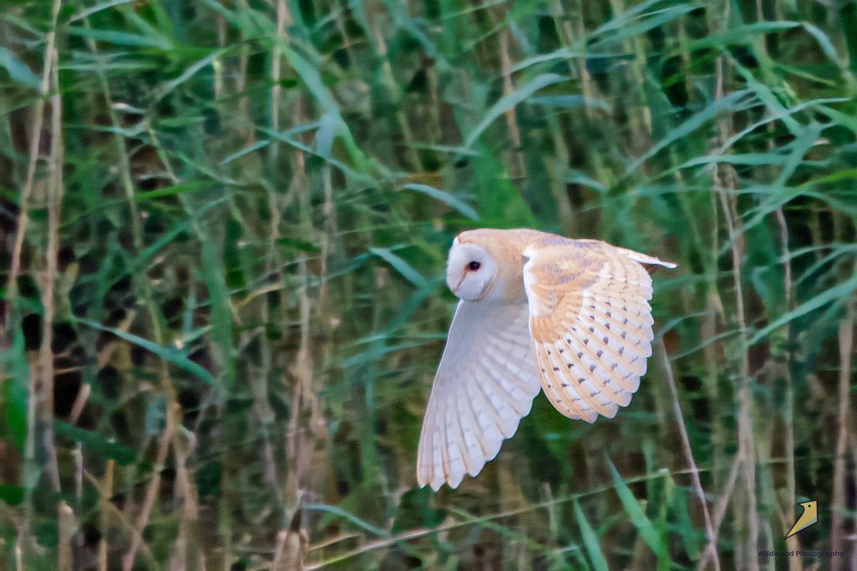 Barn Owl.