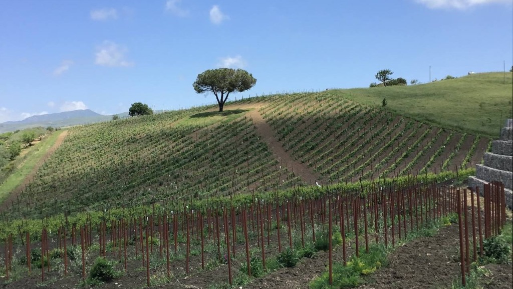 A Gangi, “borgo più bello d’Italia 2014” e “Comune Gioiello d’Italia 2012” sulle Alte Madonie, tra le province di Palermo ed Enna, c’è una piccola “perla” che produce vino biologico e di qualità.
E' "Tenuta San Giaime", azienda familiare e dinamica, #

bit.ly/3Xfcar5