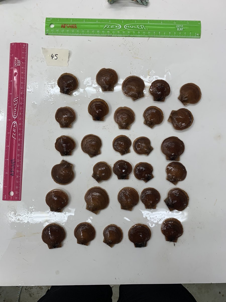 Coleen Suckling tweet media