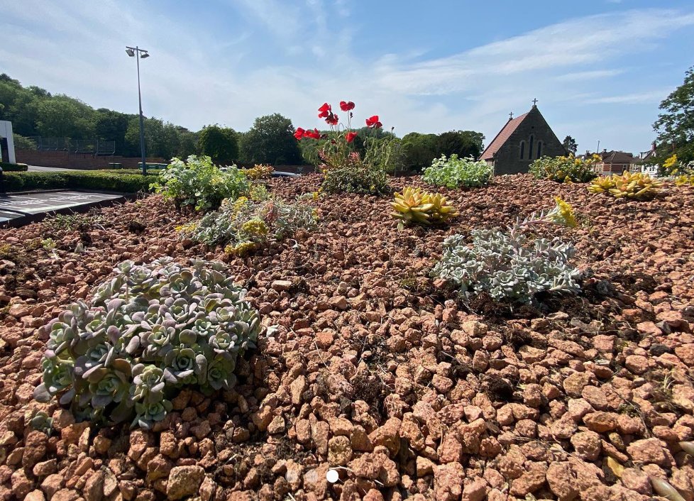JustPlants's tweet photo. As the temperatures rise, we like to use a little sedum planting for those tricky arid spots. 

On one of our sites, an exposed smoking shelter gets a little sedum roof covering to soften it within its surroundings.
#greenroofs https://t.co/NZmgMnmXXy