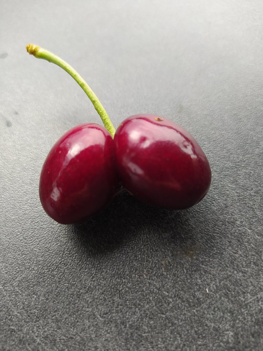 strubbi77's tweet image. Nach zwei Eimern Kirschen,  mal was anderes zum Essen. #kirschbaum