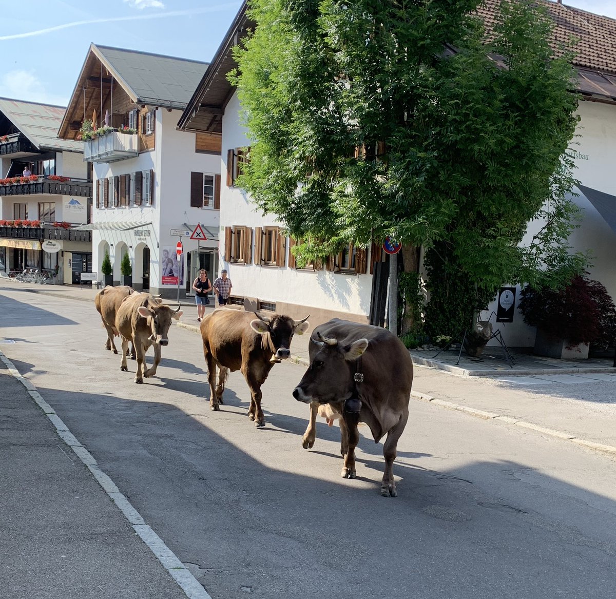 Du weißt, Du bist in Bayern, wenn die Kühe im Dorf spazieren gehen. Ich liebs 🥰