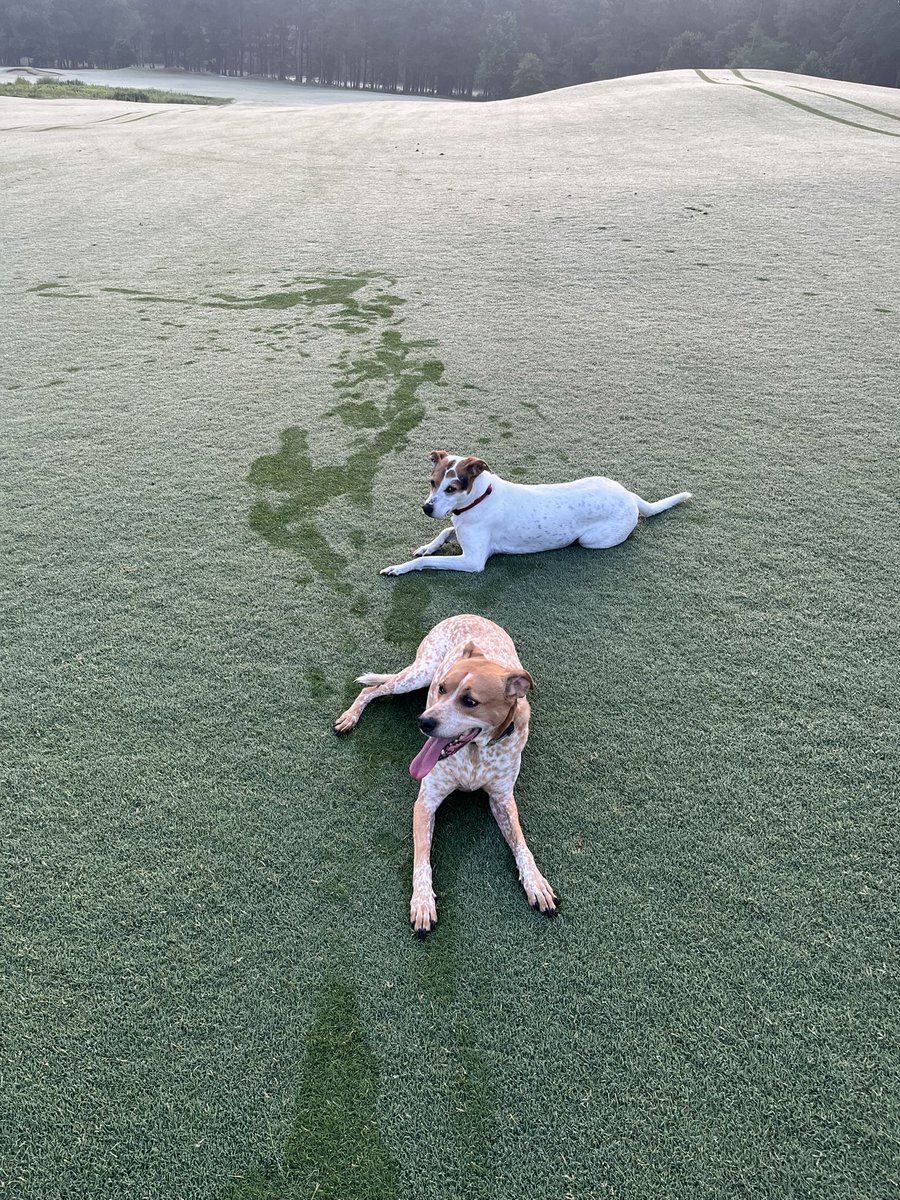 @DogsOfTurf Freckles and Dottie. Living their best lives at the Dormie Club.