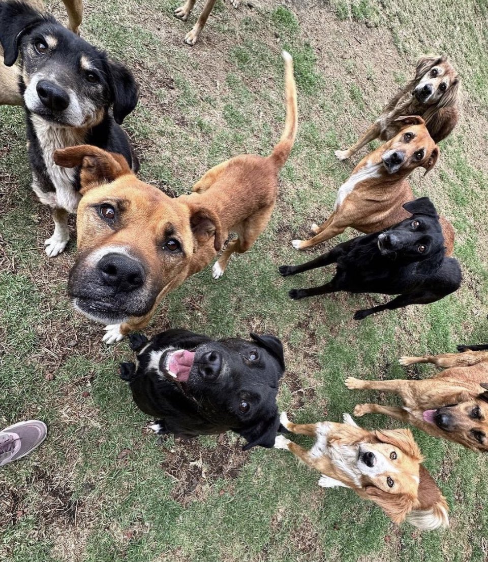 RefugiOceaniCAN's tweet photo. 🆘 🛟 🆘 🛟 🆘 
#SOS #SOS #sos
Amig@s necesitamos adquirir croquetas para todos los perritos que aquí vivimos, por eso estamos buscando padrinos mágicos para hacerlo posible🙏🏼🙏🏼🙏🏼
Ojalá nos puedas ayudar, si no, al menos difunde porfa 🙏🏼
Necesitamos 6 bultos de adulto,
👇🏼🧶 https://t.co/J3cwzbrUWq