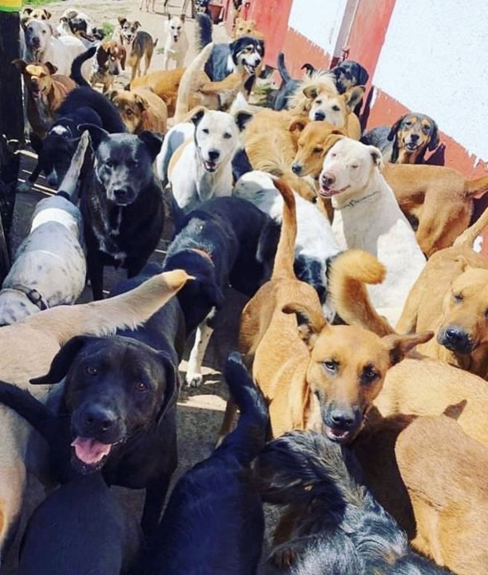 RefugiOceaniCAN's tweet photo. 🆘 🛟 🆘 🛟 🆘 
#SOS #SOS #sos
Amig@s necesitamos adquirir croquetas para todos los perritos que aquí vivimos, por eso estamos buscando padrinos mágicos para hacerlo posible🙏🏼🙏🏼🙏🏼
Ojalá nos puedas ayudar, si no, al menos difunde porfa 🙏🏼
Necesitamos 6 bultos de adulto,
👇🏼🧶 https://t.co/J3cwzbrUWq