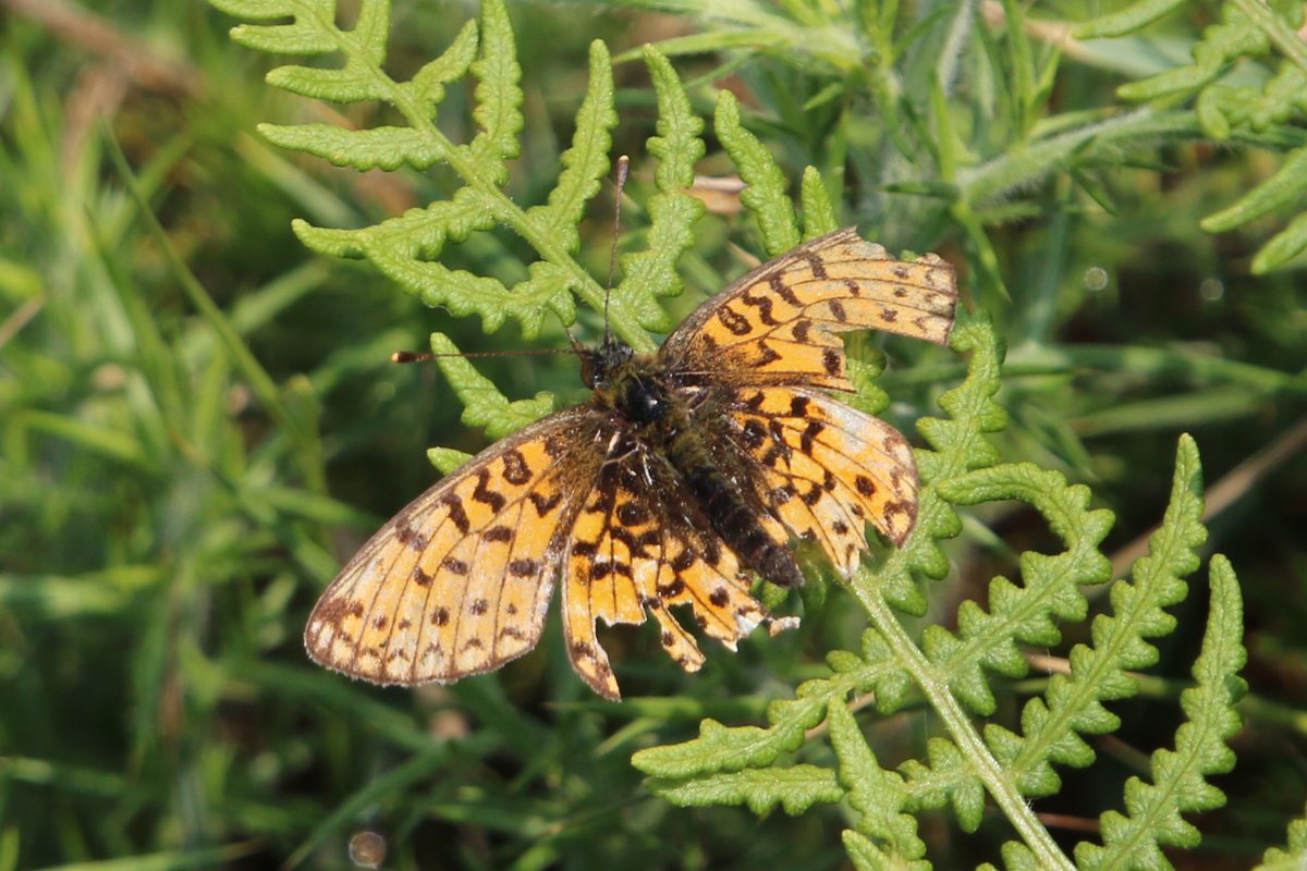 Small Pearl-bordered Fritillaries, mostly not in the first flush of youth, Anglesey