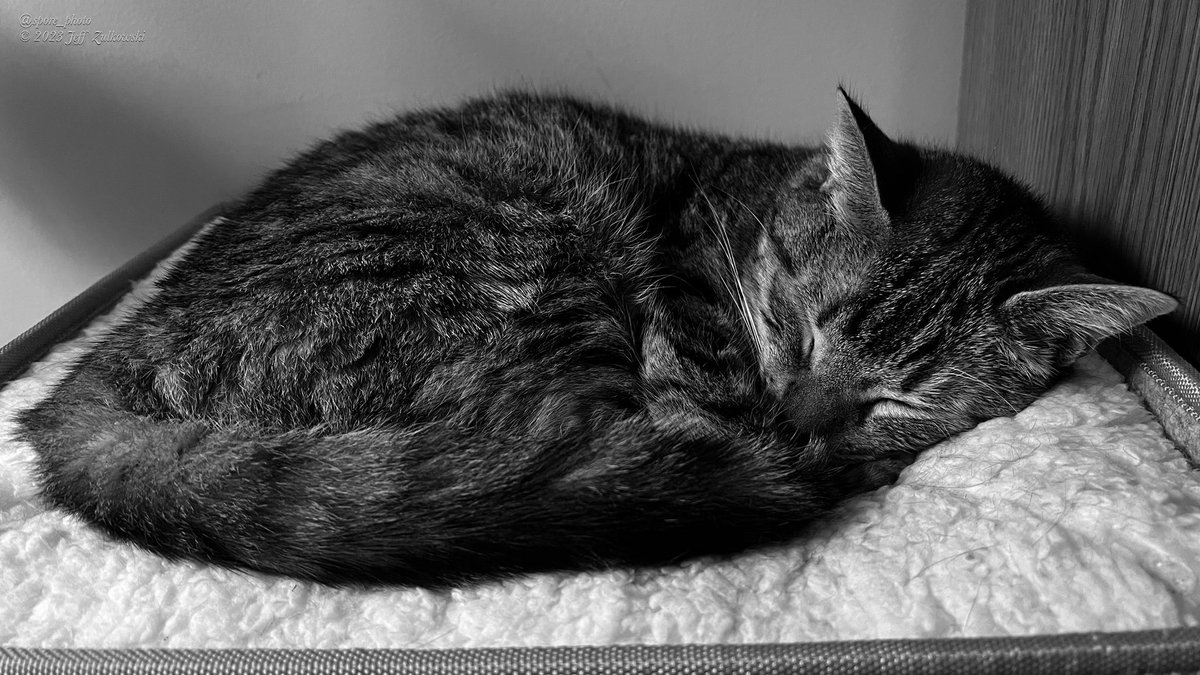 Sleepy kitty
.
.
.
#animal #CatsOfTwitter #cat #cats #sleep #sleepy #nature #naturephotography #photography #pet #petlovers #petlover #tabby #tabbycat #tabbycatsofinstagram #blackandwhitephotography #catrescue #shotoniphone #shotoniphone13promax