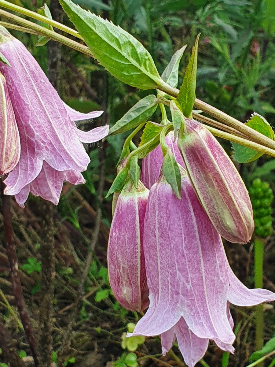 Sarah Beattie on Twitter "PrettyInPink FlowerReport from SWFrance"