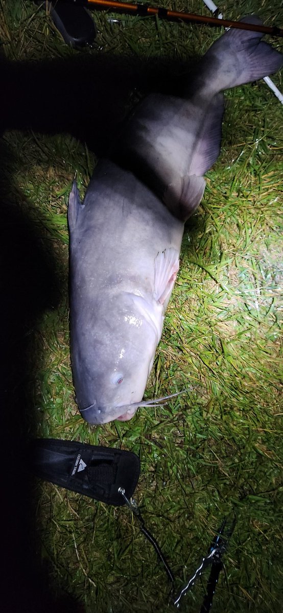 UwuMothman's tweet photo. Some fish from Friday night
30lb blue boy
18lb shovel head
14 inch sauger https://t.co/kKyGCIrfyy