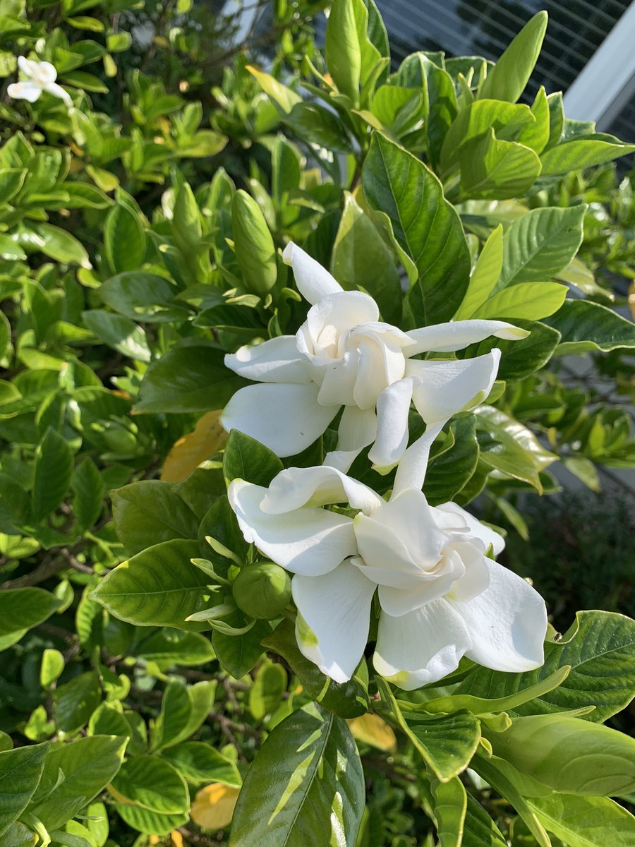 Gardenia blooms that smell very sweet. Grown from a cutting from my great aunt gardenia that is about 100 years old.