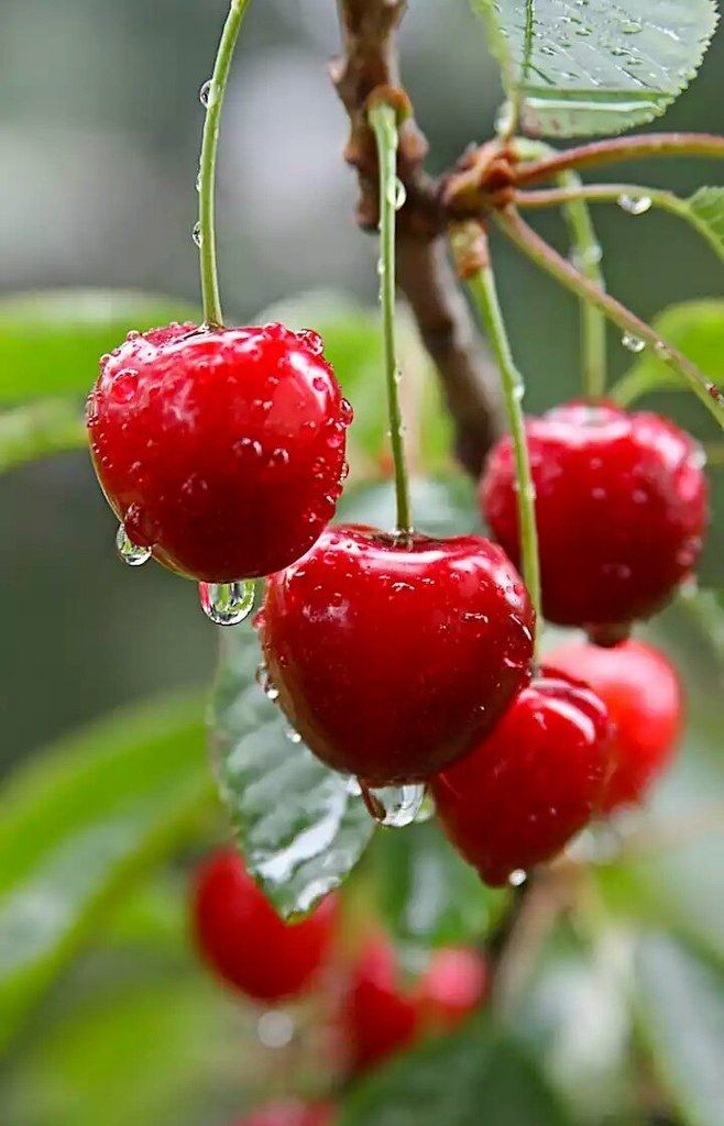 UshaarPk's tweet photo. Sweet and juicy, cherries are nature's little gems! 🍒 Indulging in these ruby delights is the cherry on top of a perfect summer day. 😍🌞 #CherrySeason #FruitLove #SummerVibes https://t.co/yrZHJuQAPA