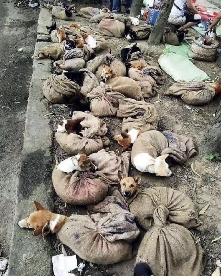 DibyashreeBhat5's tweet photo. #SayNoToLivesstockBill2023 
@PMOIndia @PetaIndia 
We will not let our dogs and cats to be exported or imported to be eaten!
Take it down
#SayNoToLivesstockBill2023 https://t.co/Z8CPNbY8A2