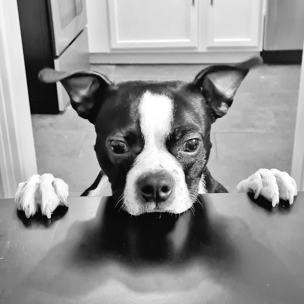 New to the house and looking for treats. #oreo #oreothebostonterrier #bostonterrier #familydog #rescuedog #cleartheshelters