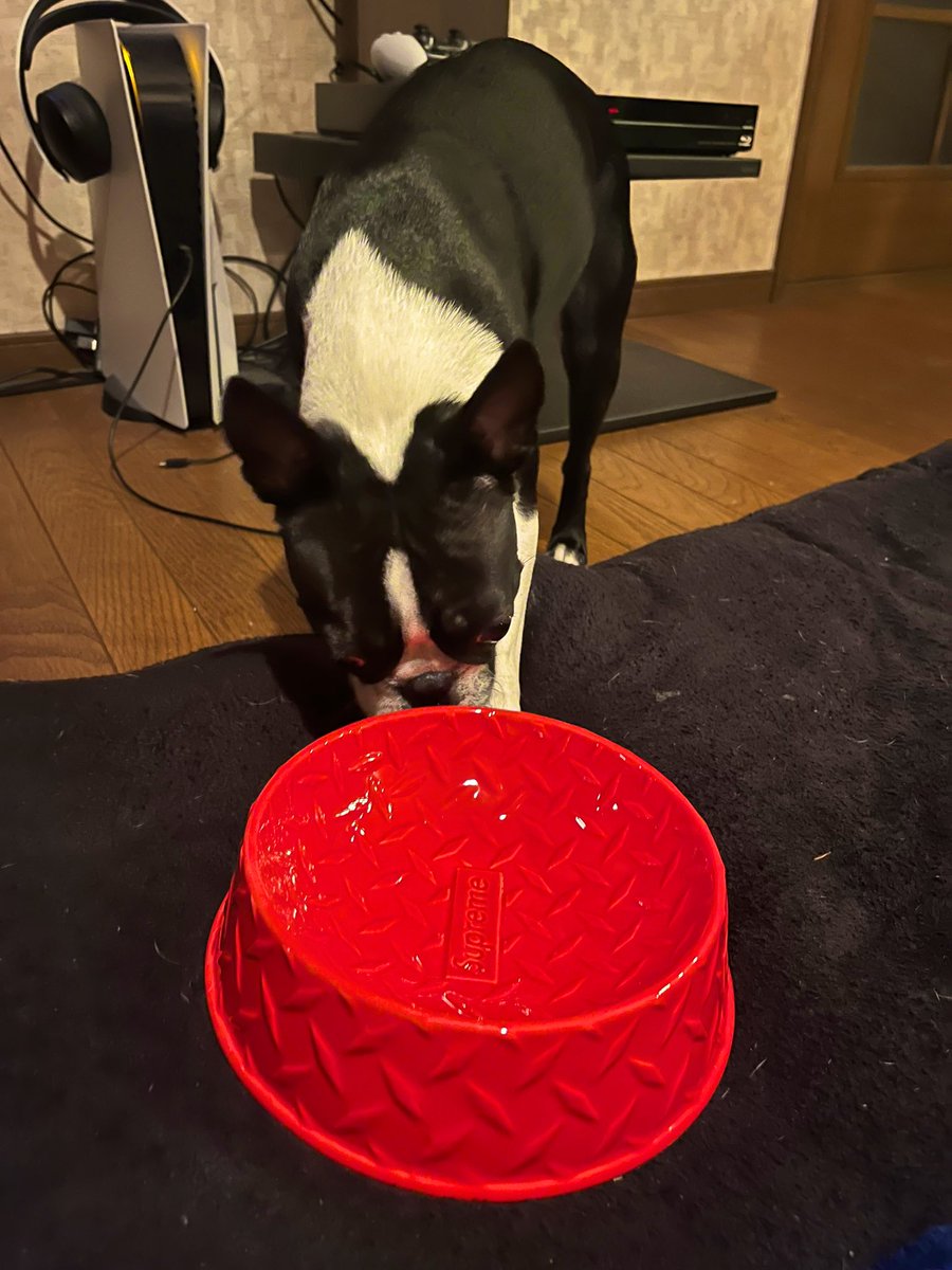 mico_travis's tweet photo. のっちゃんのおNewなお皿🐶🍚
いや、デカすぎたな…🤭
お水入れにするか🤔❓
#bostonterrier #supreme #dogbowl
#diamondplate #犬との暮らし
#いぬのいる暮らし https://t.co/HeYjRkV3Pq