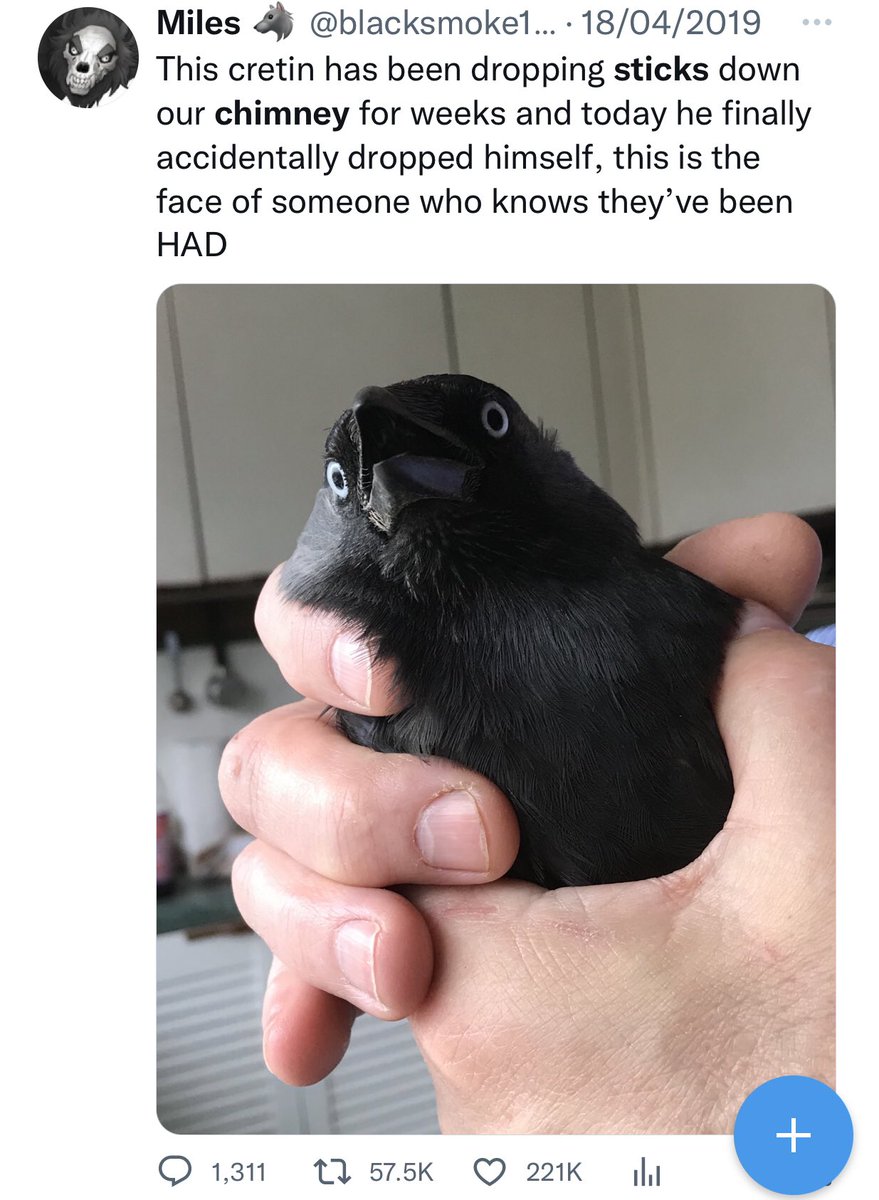 blacksmoke1033's tweet image. This buffoon’s extended family still sit on my chimney pot and stick their heads in and call me names and I stick my head in the fireplace and do the same. We’re all doing well.